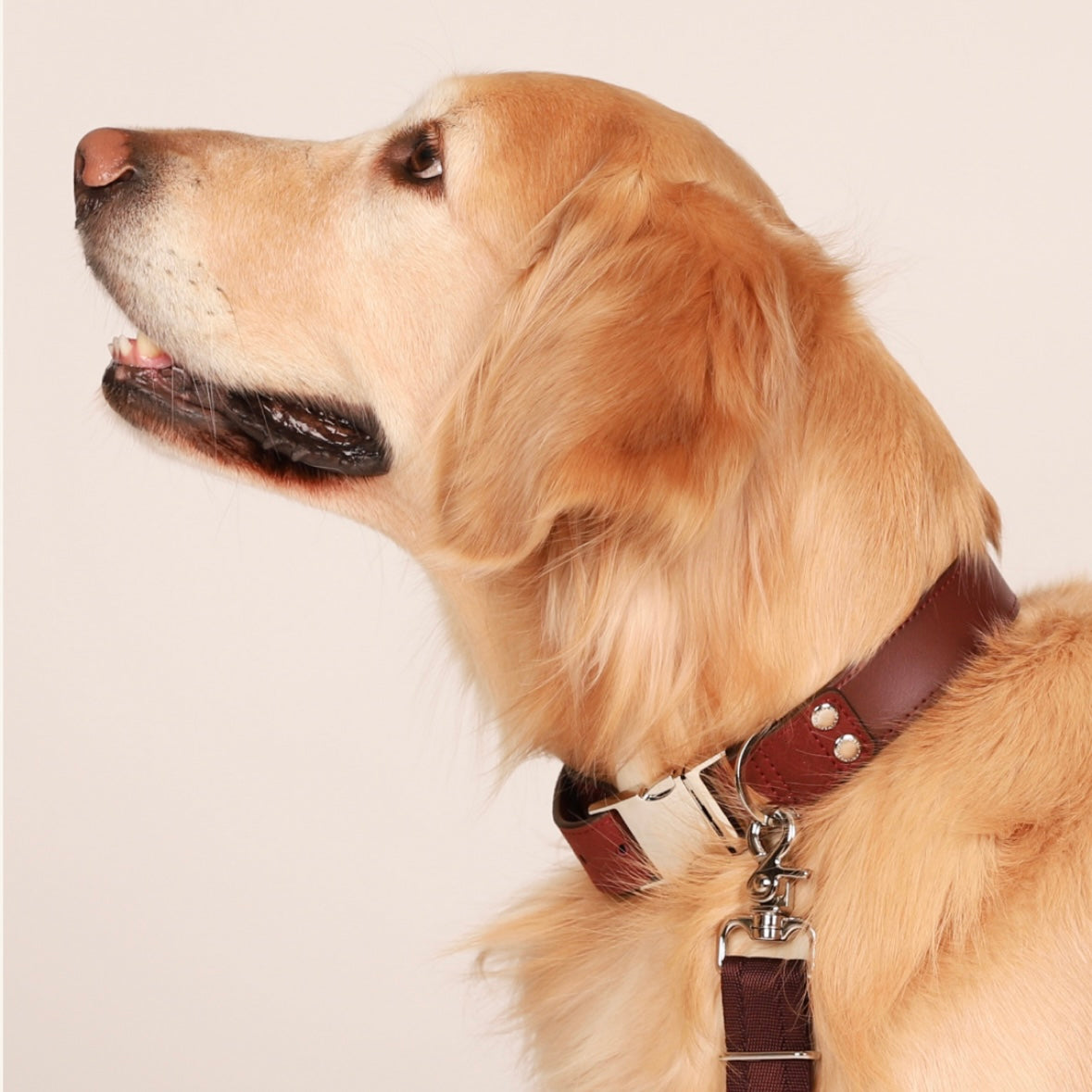 Saddle Strap_BURGUNDY