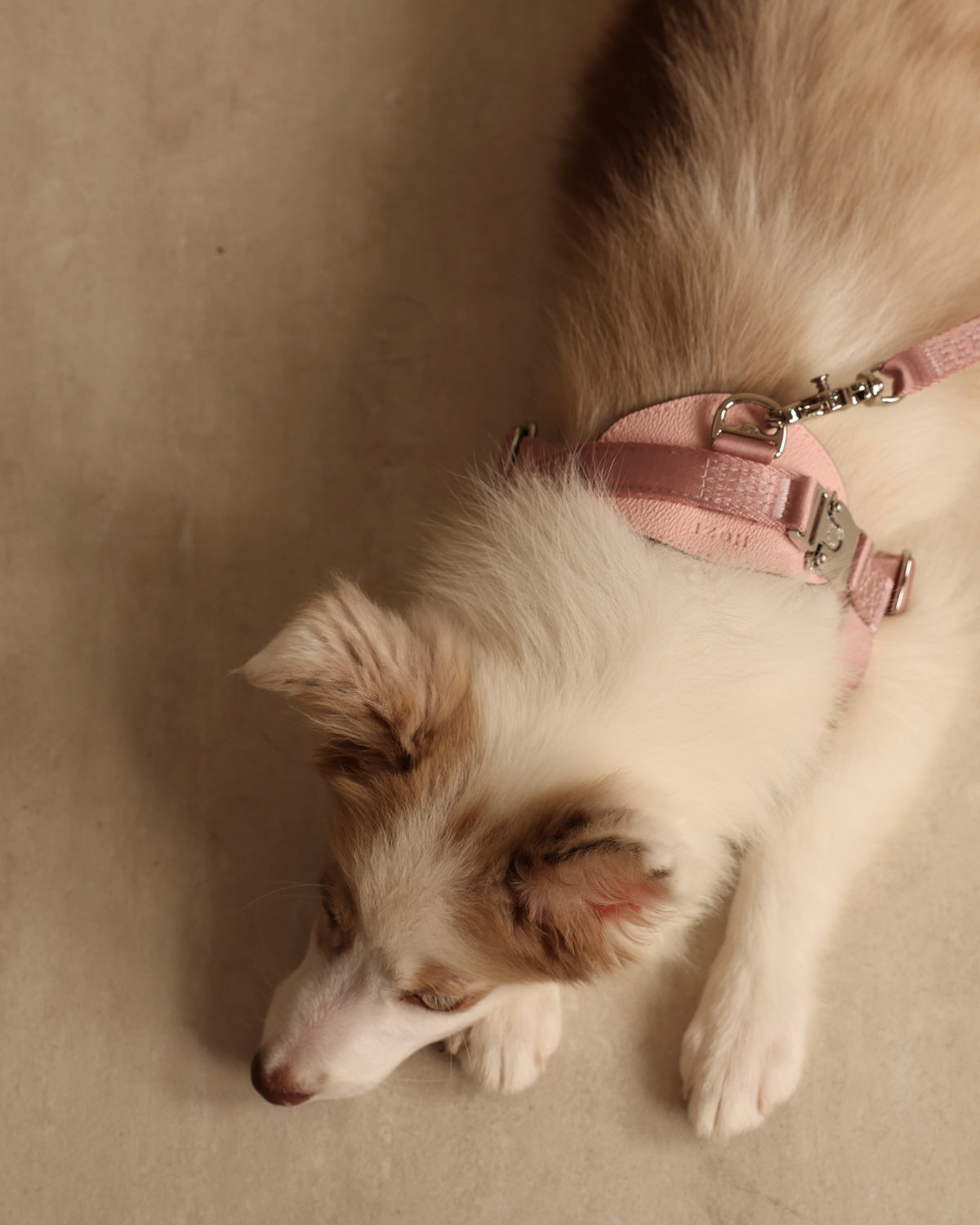 [NEW] Bridle Harness PINK