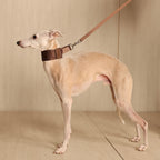 Wide Martingale_MOCHA