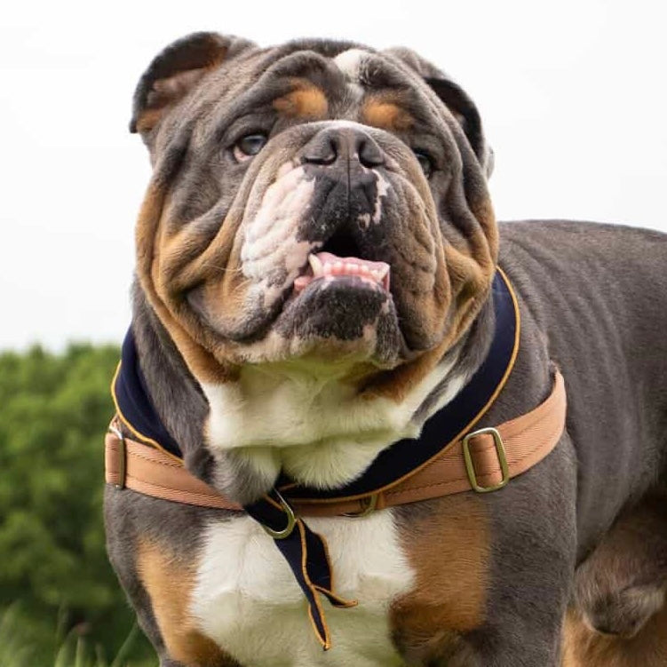 Doggy Scarf_NAVY