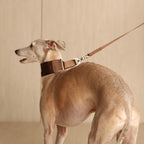 Wide Martingale_MOCHA
