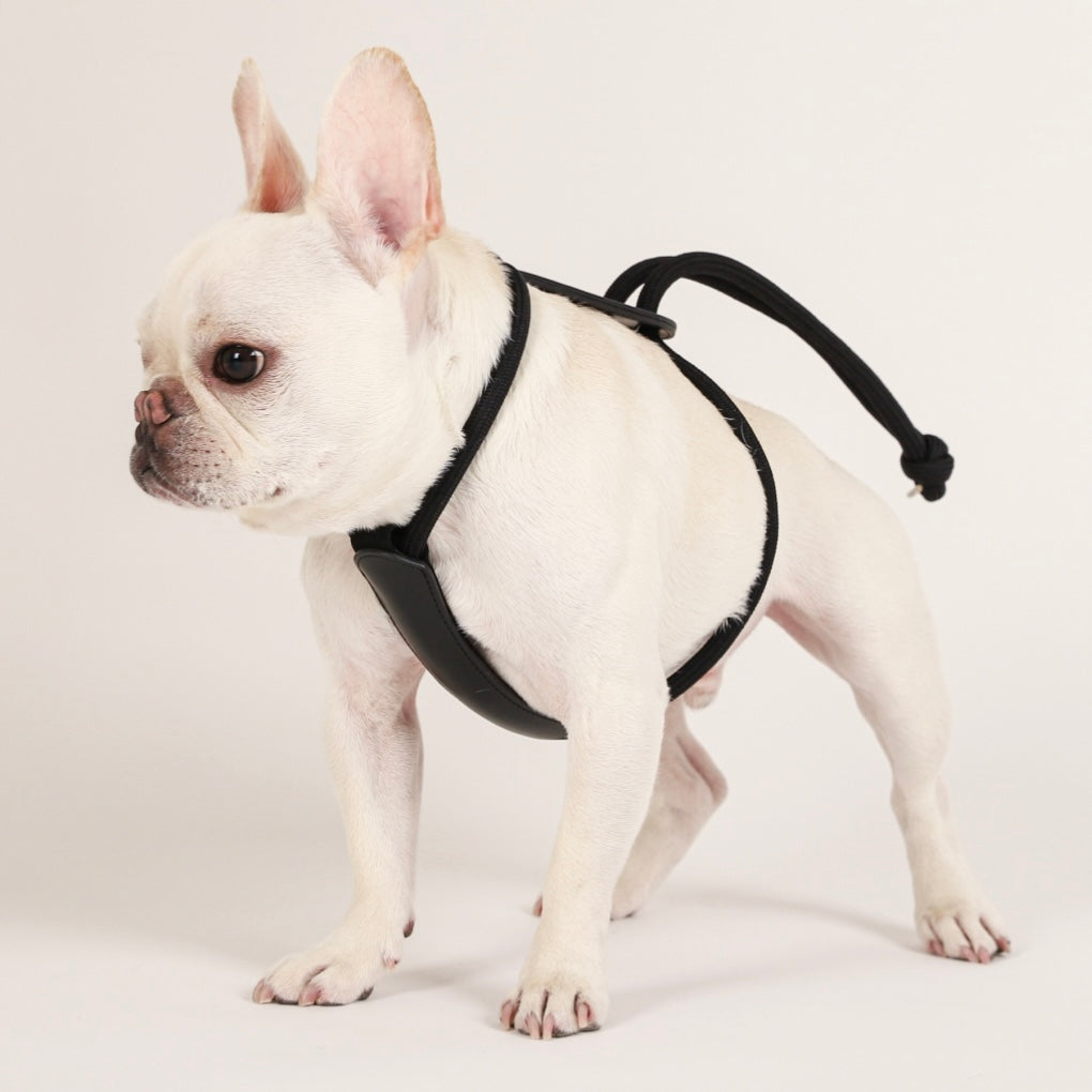 Essential Harness_BLACK