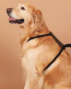Essential Harness BLACK