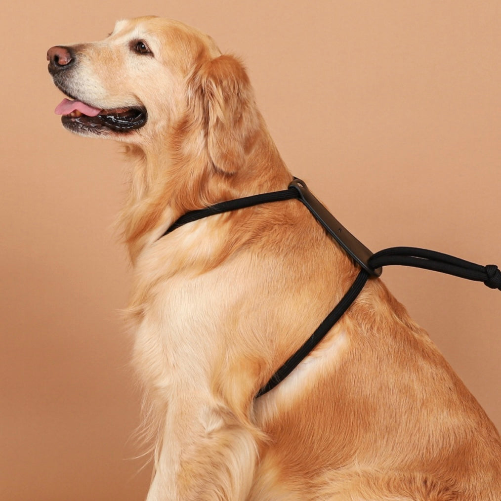 Essential Harness_BLACK