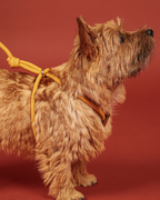 All-In-One Harness MUSTARD