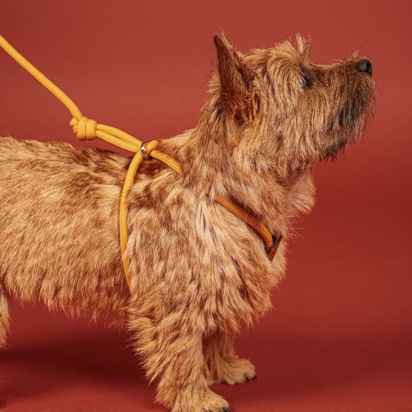 All-In-One Harness_MUSTARD