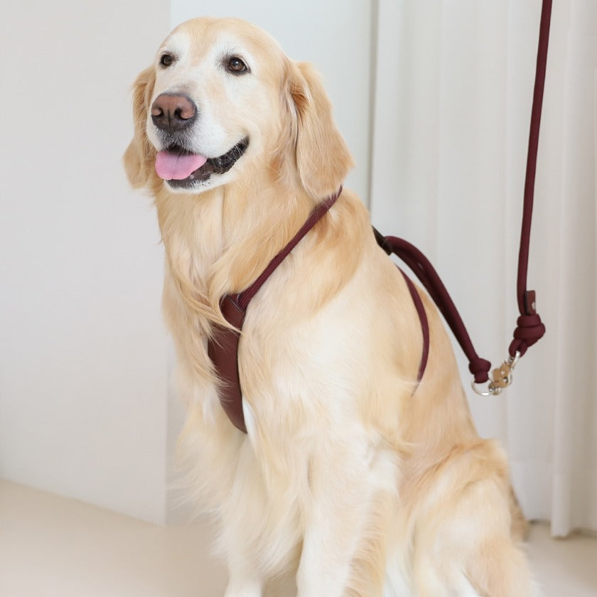 Essential Lead_BURGUNDY