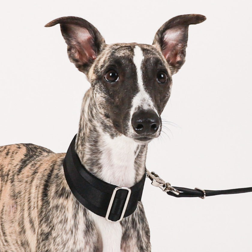 Wide Martingale_BLACK