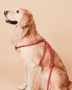All-In-One Harness ORANGE