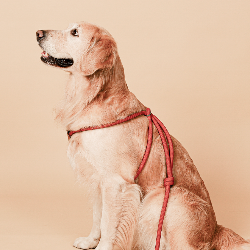 All-In-One Harness_ORANGE