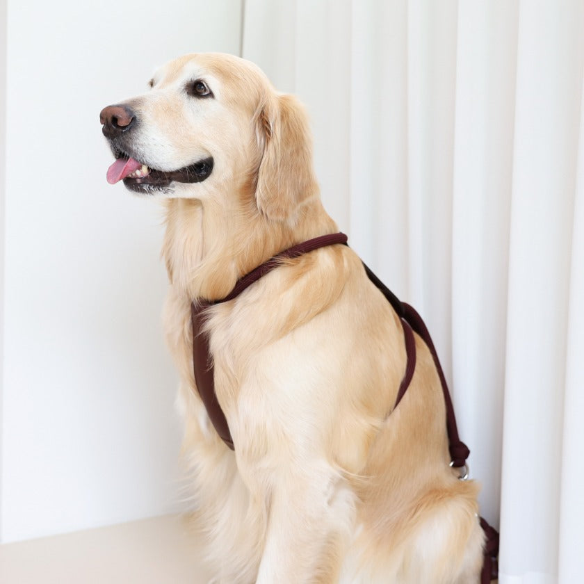 Essential Harness_BURGUNDY