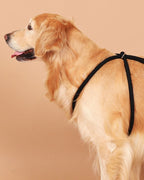 All-In-One Harness BLACK