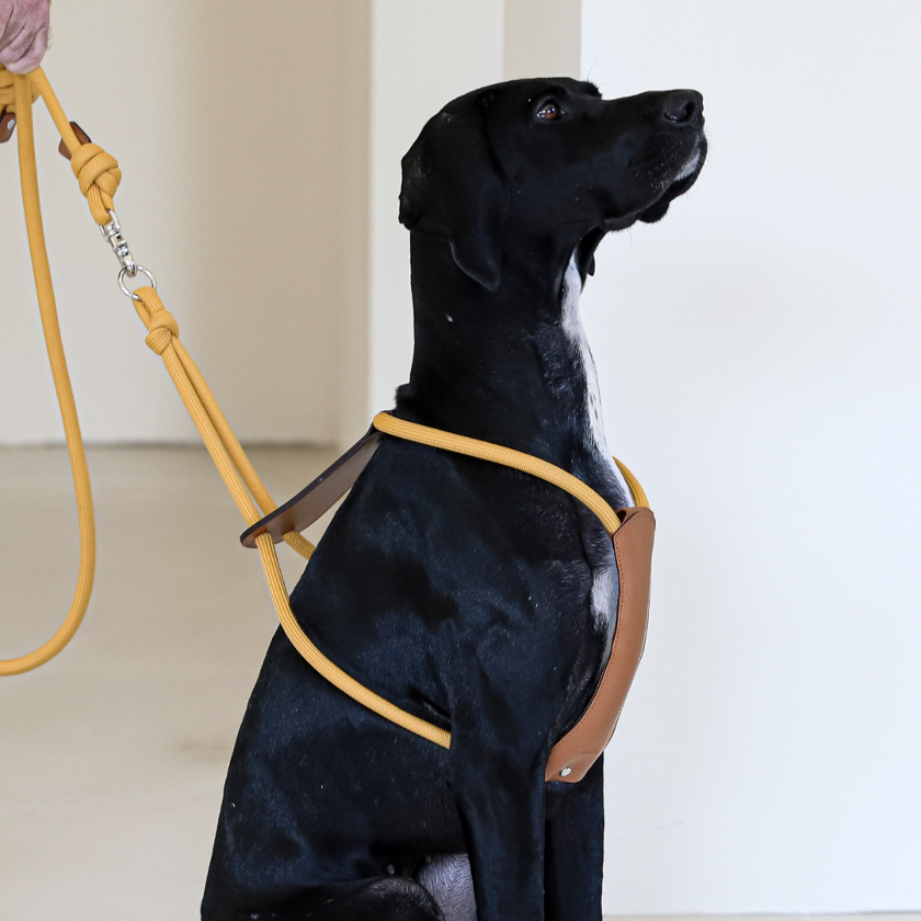 Essential Harness_MUSTARD