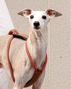 Essential Harness ORANGE