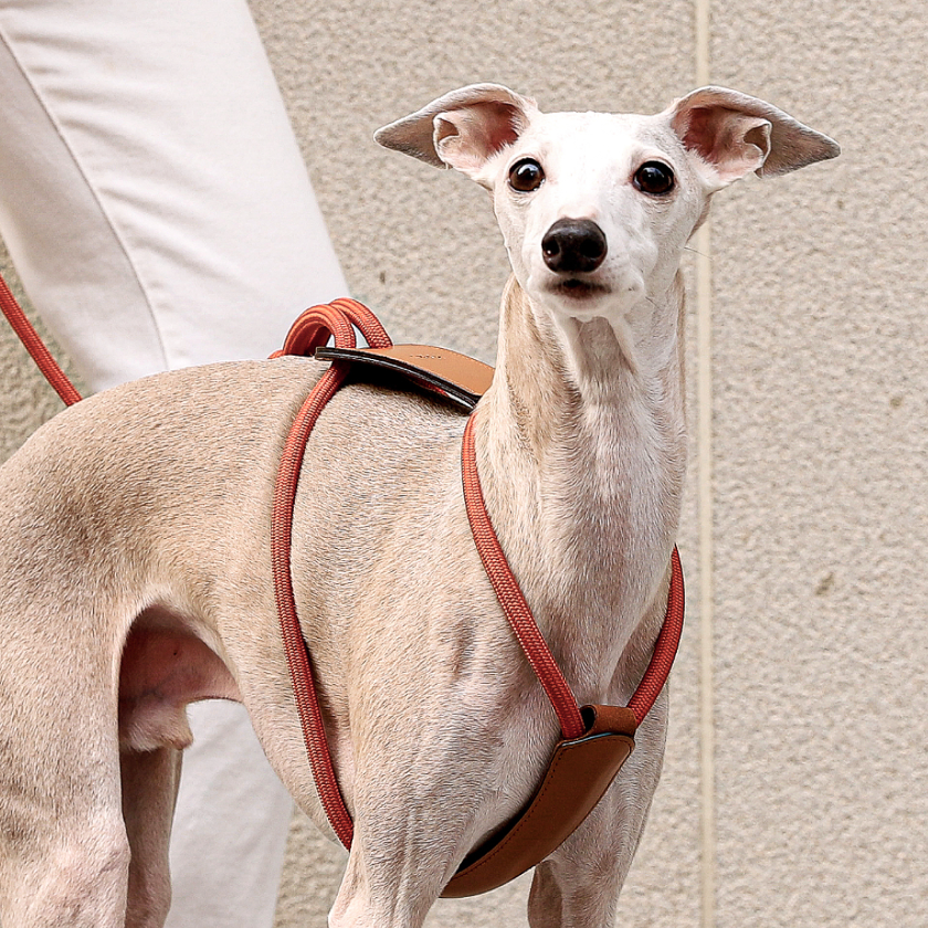 Essential Harness_ORANGE