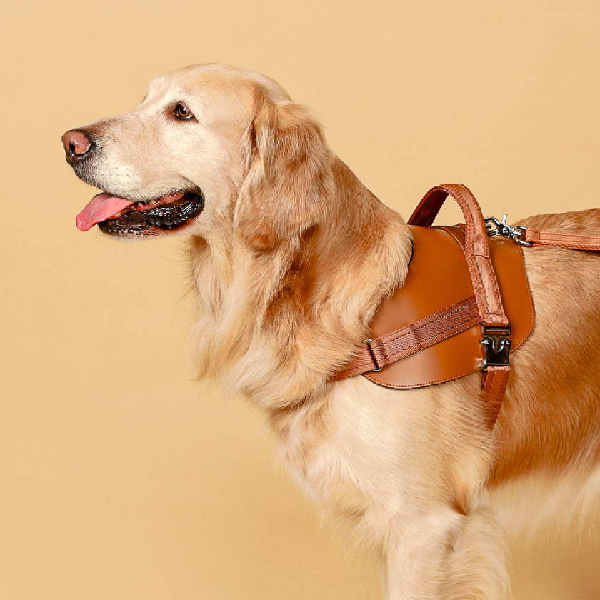 Saddle Harness_CAMEL