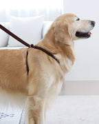 All-In-One Harness BURGUNDY