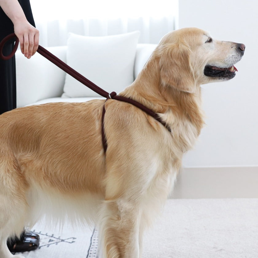 All-In-One Harness_BURGUNDY