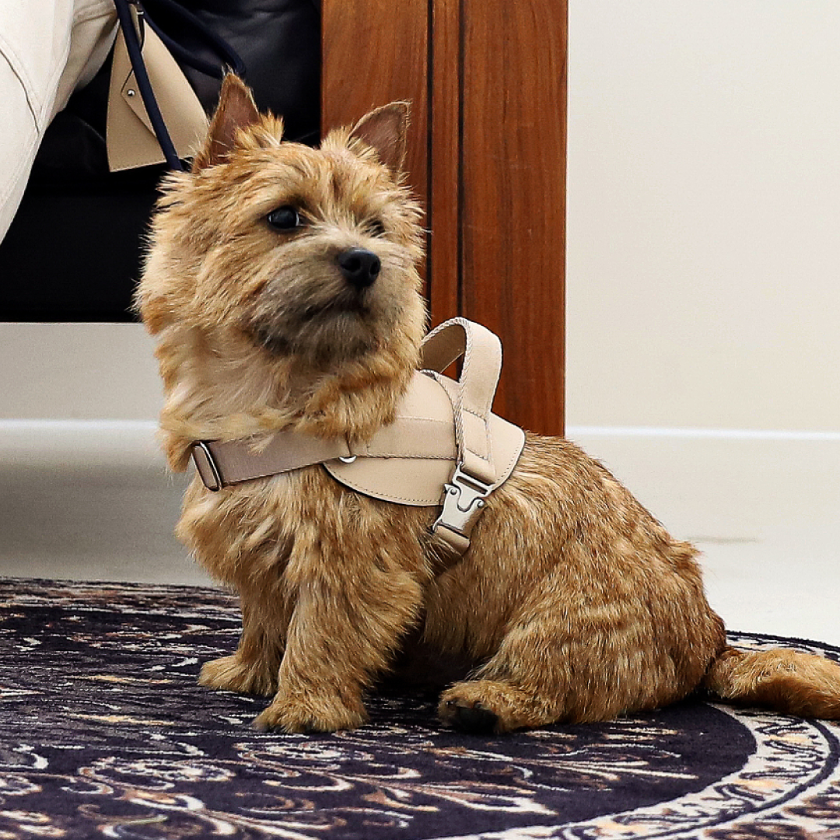 Saddle Harness_BEIGE