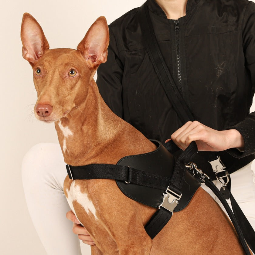 Saddle Hands-Free Lead_BLACK L