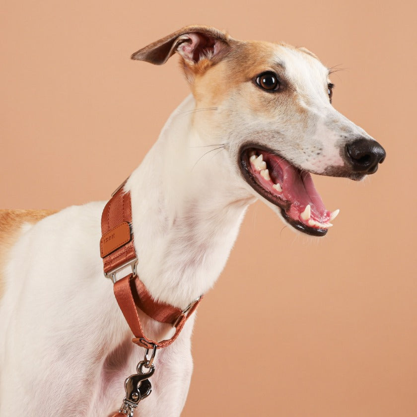 Wide Martingale_CAMEL