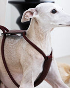 Essential Harness BURGUNDY