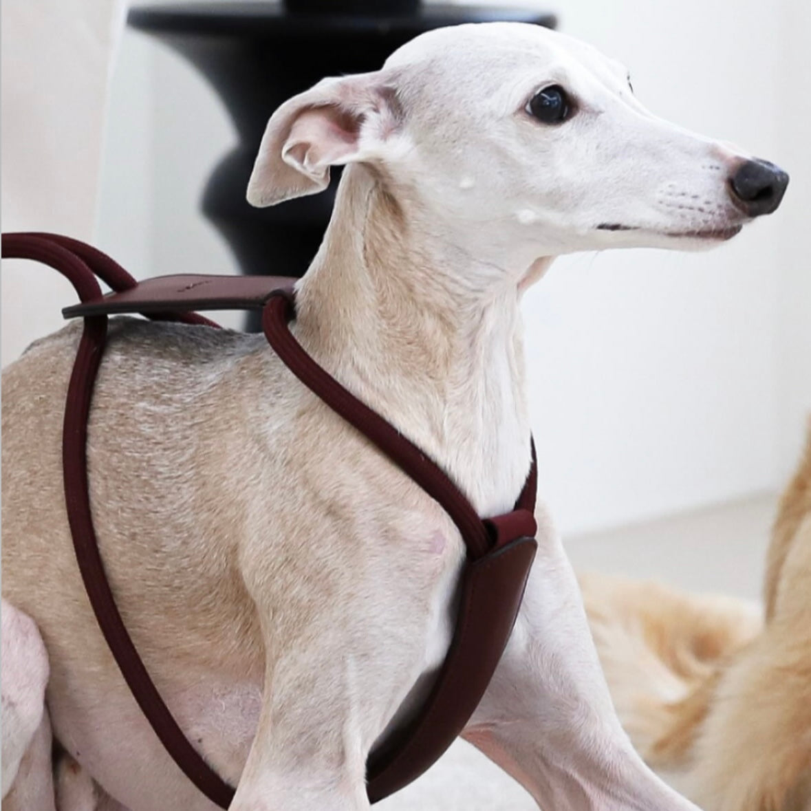 Essential Harness_BURGUNDY