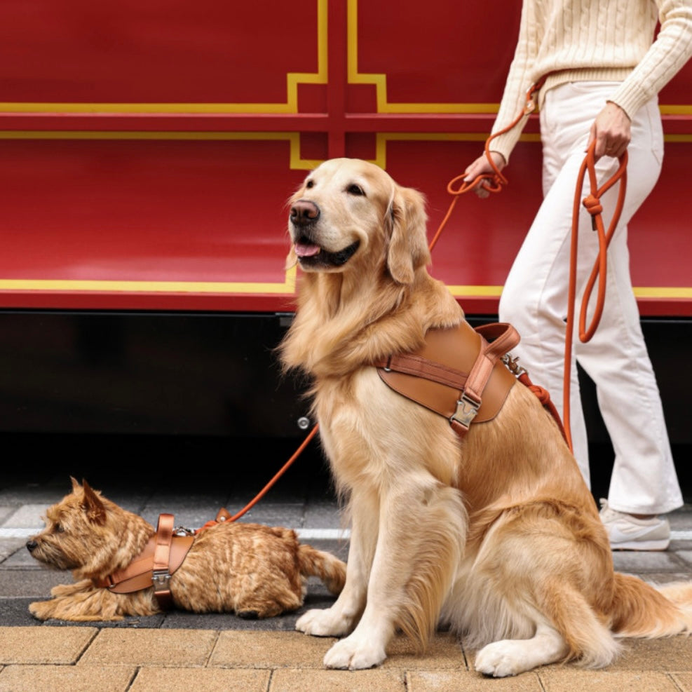 Saddle Harness_CAMEL