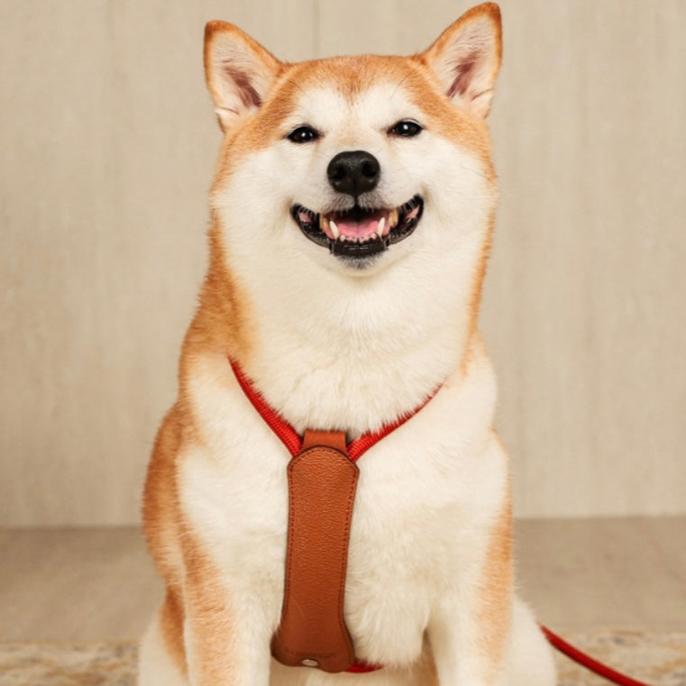 Essential Harness_ORANGE