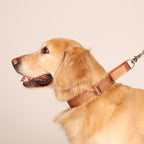 Martingale_CAMEL