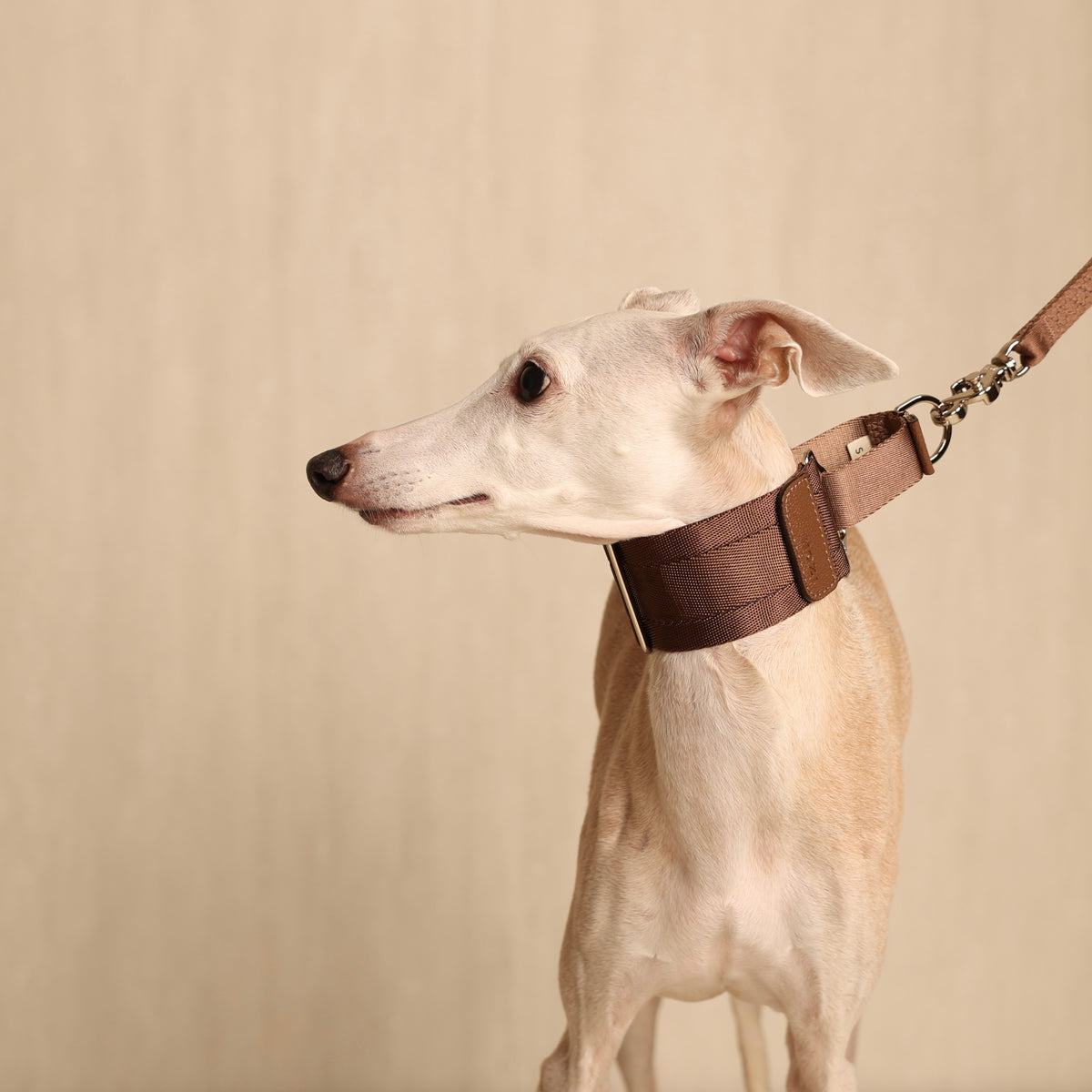 Wide Martingale_MOCHA