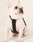 Essential Harness BLACK