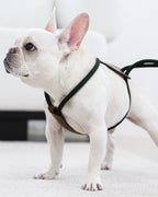 Essential Harness DEEP GREEN