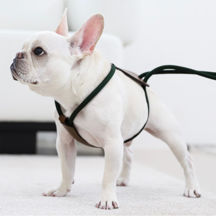 Essential Harness_DEEP GREEN