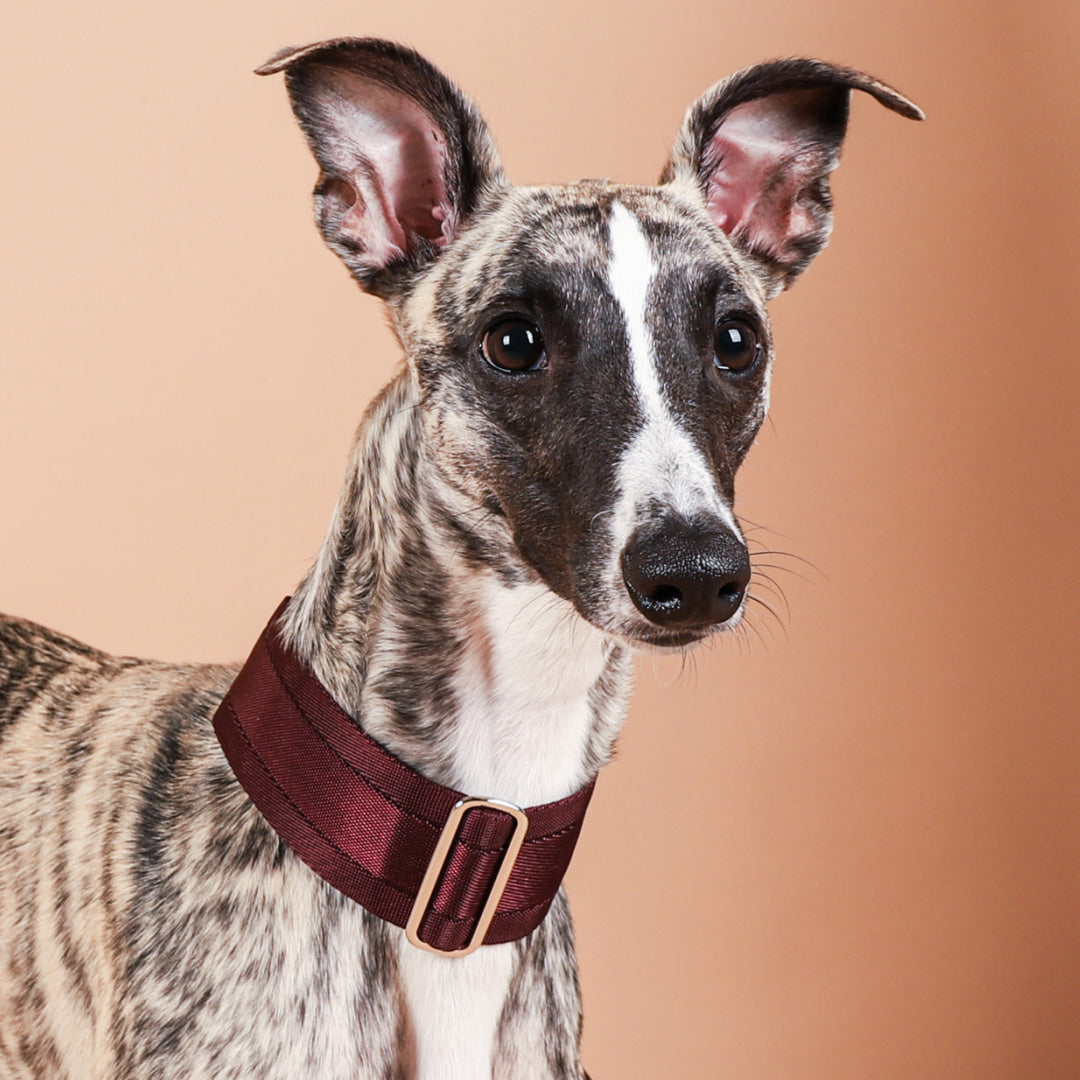 Wide Martingale_BURGUNDY