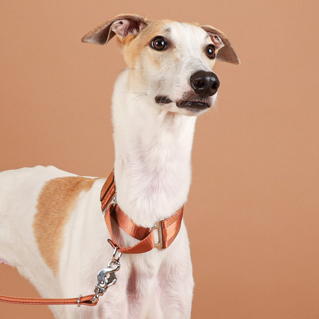 Wide Martingale_CAMEL