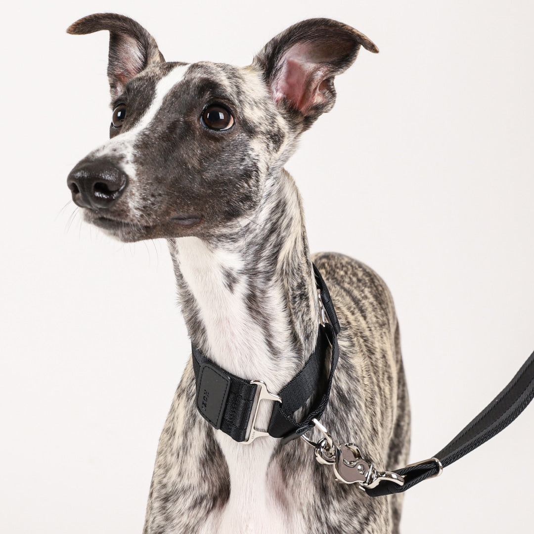 Wide Martingale_BLACK