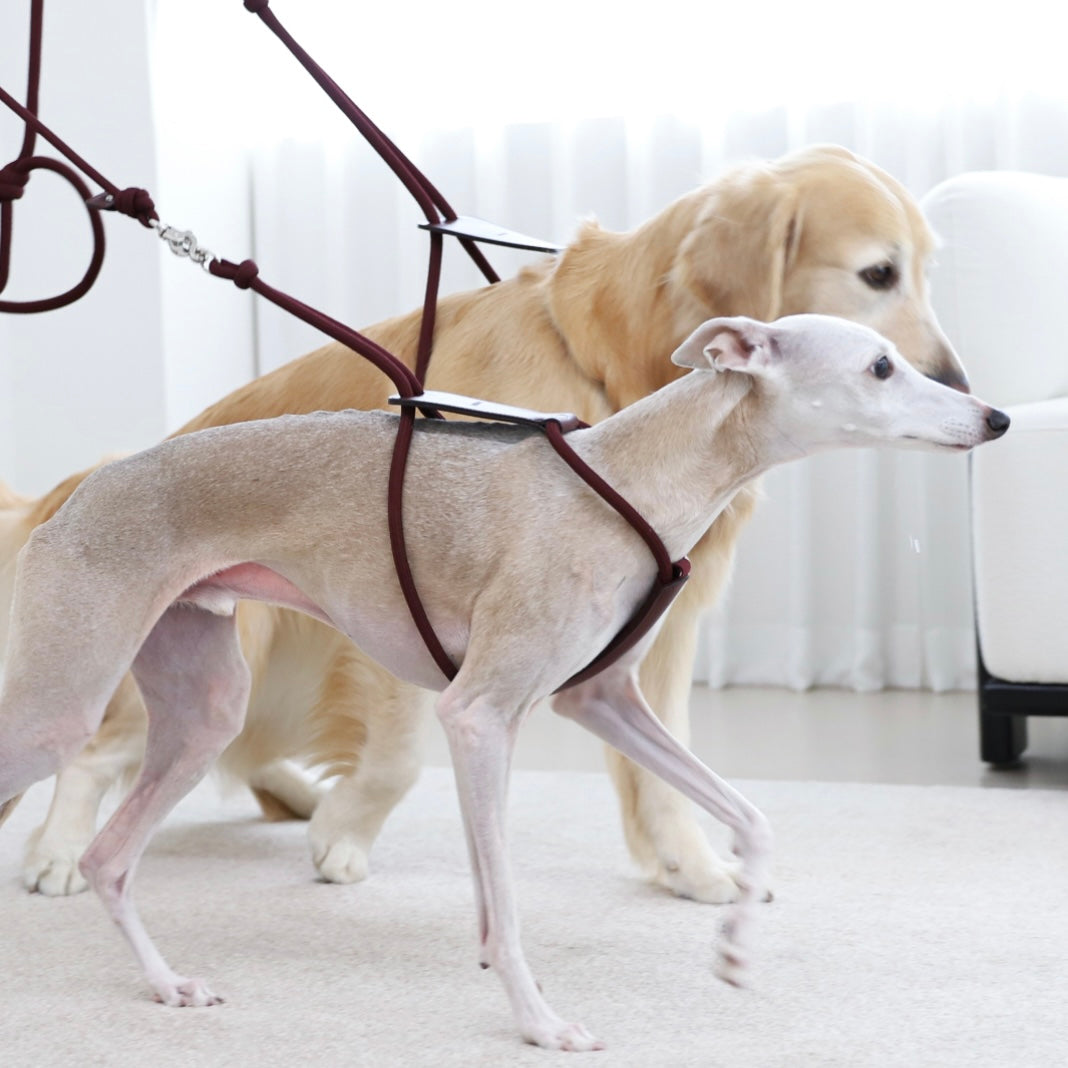 Essential Harness_BURGUNDY