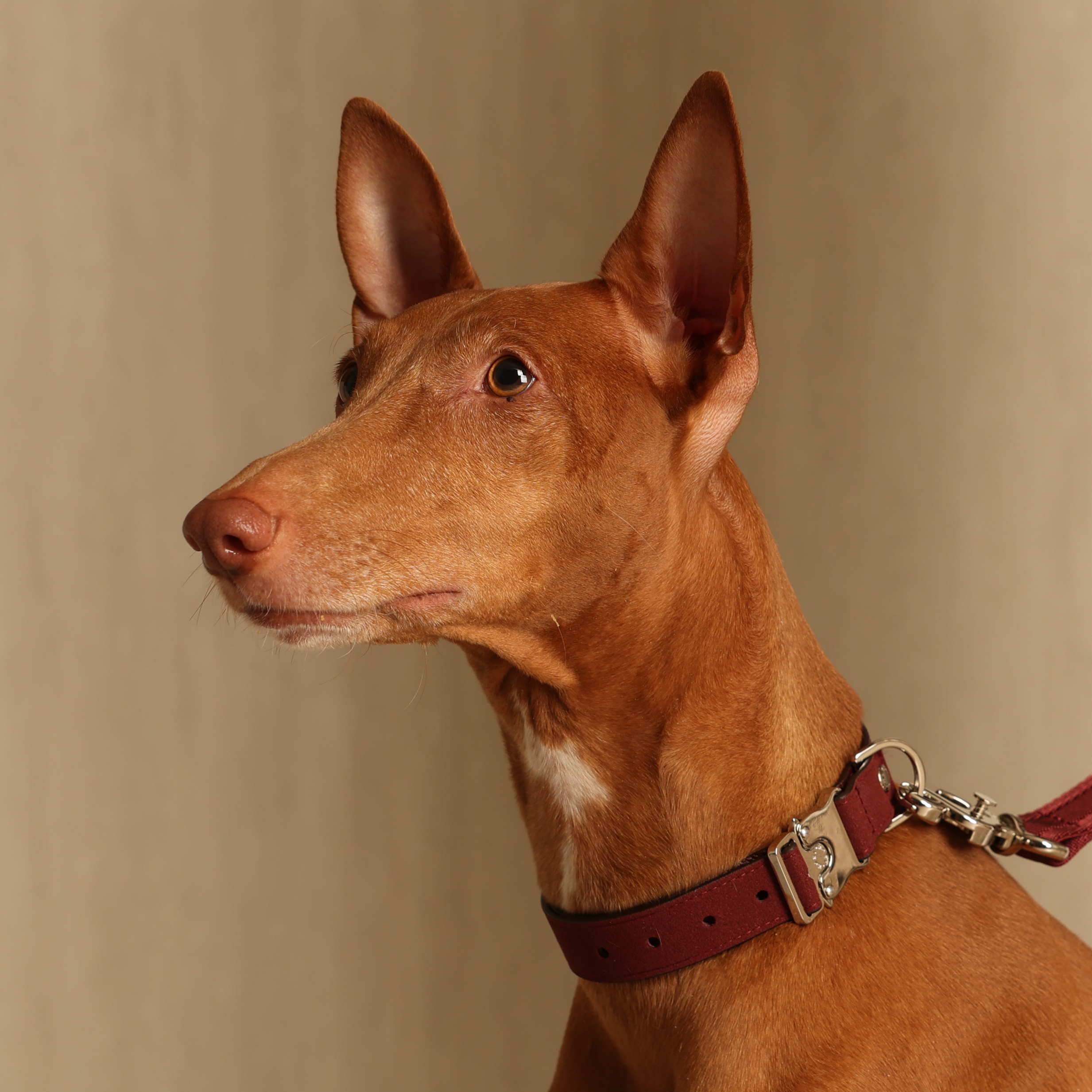 Saddle Strap_BURGUNDY