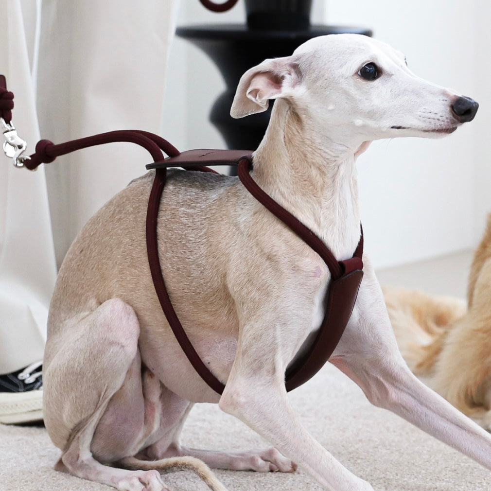 Essential Harness_BURGUNDY