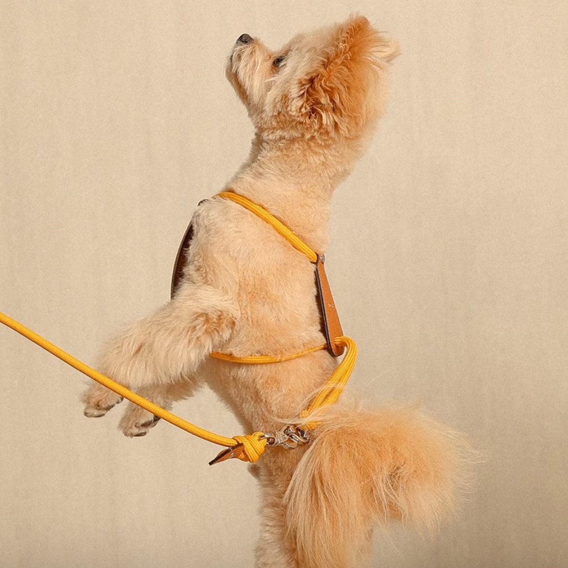 Essential Harness_MUSTARD