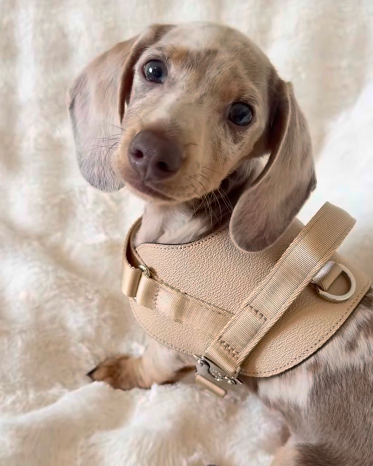 Saddle Harness BEIGE