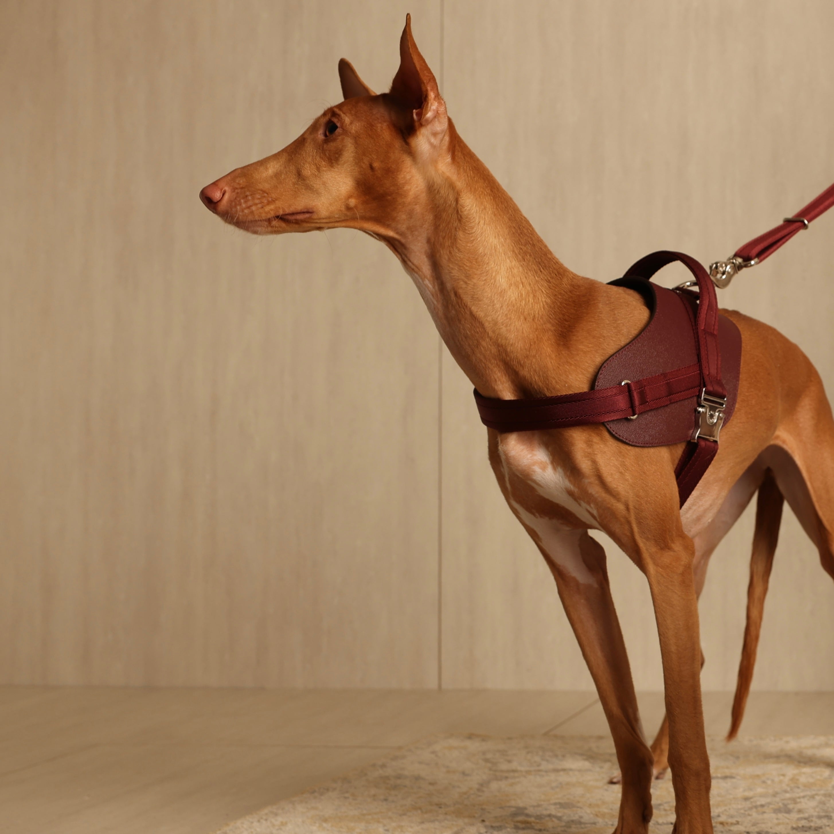 Saddle Harness_BURGUNDY