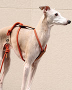 Essential Harness ORANGE