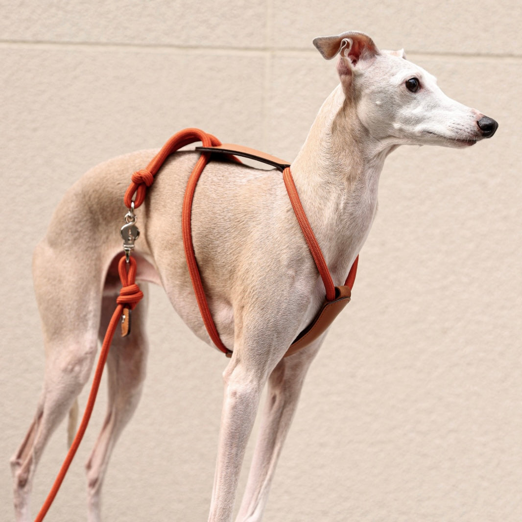 Essential Harness_ORANGE