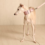Wide Martingale_PINK