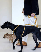 Essential Harness MUSTARD