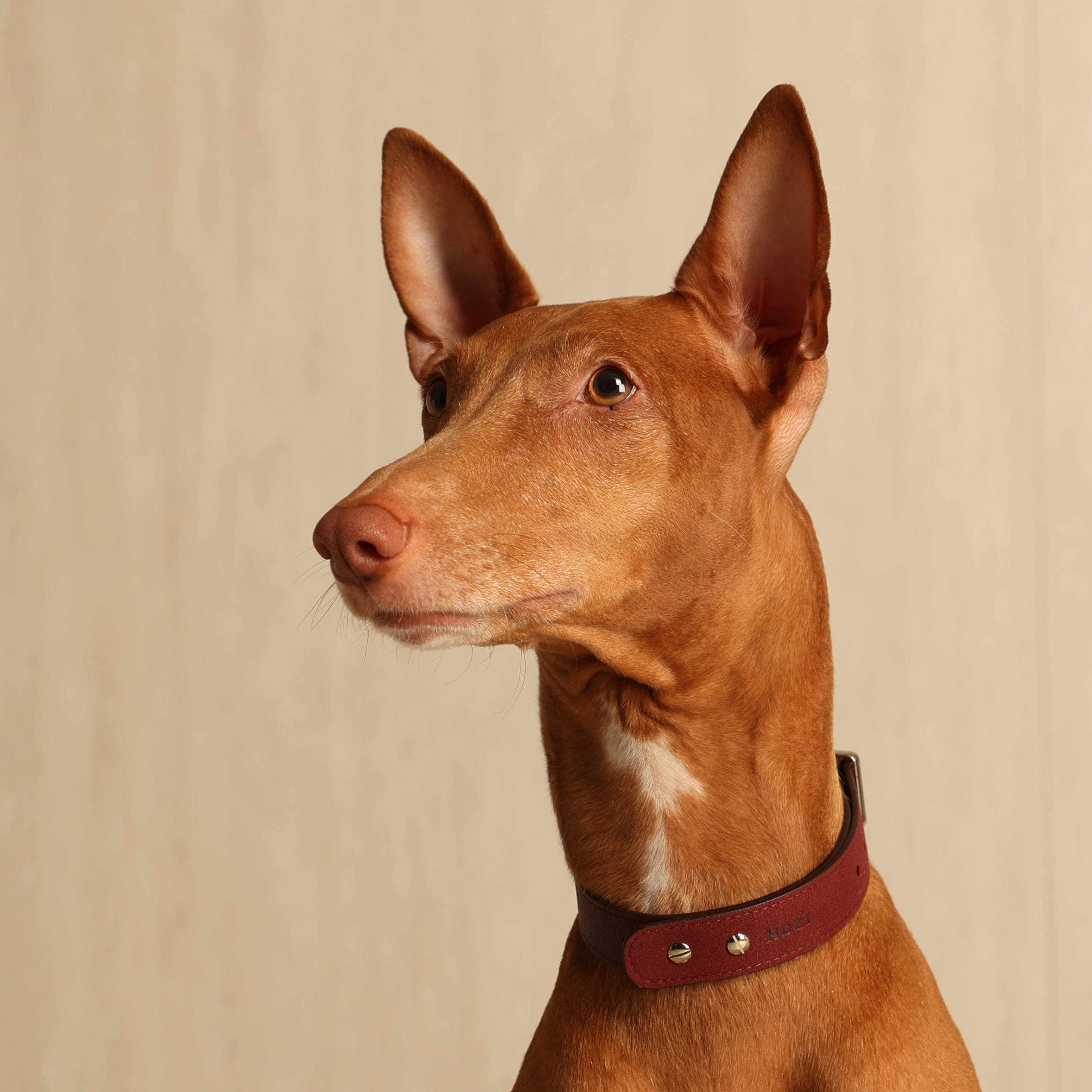 Saddle Strap_BURGUNDY