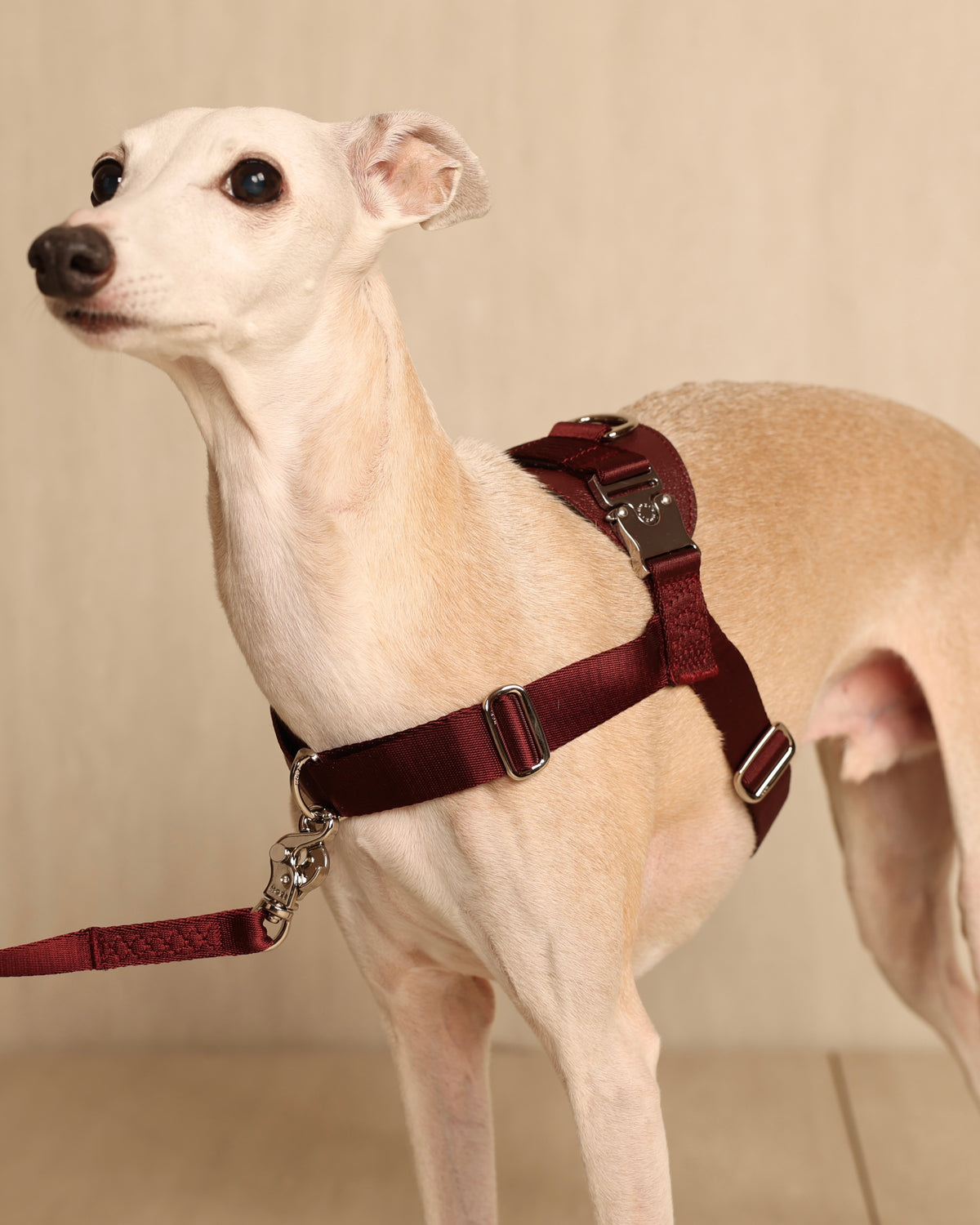 [NEW] Bridle Harness BLCAK