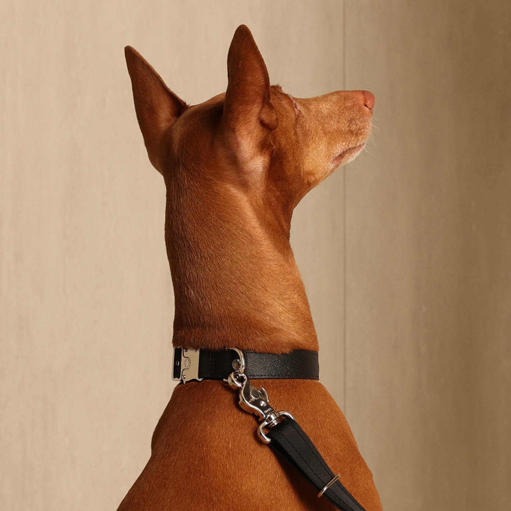 Saddle Strap_BLACK